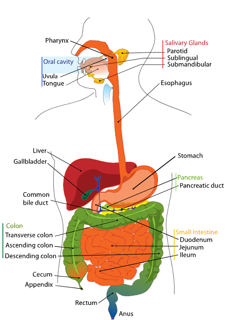 DigestiveTractDetail.png