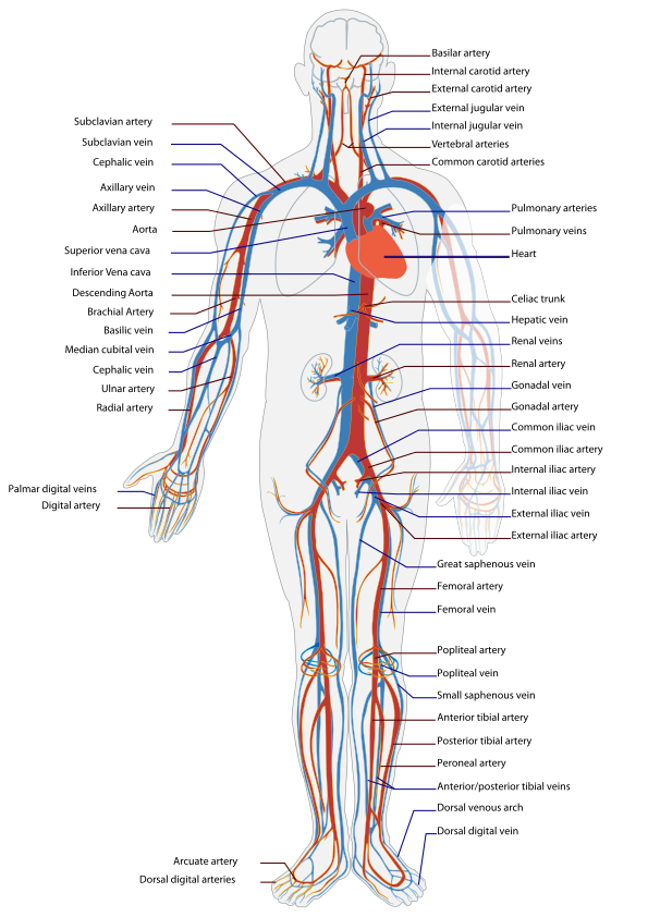 List of systems of the human body - Wikipedia