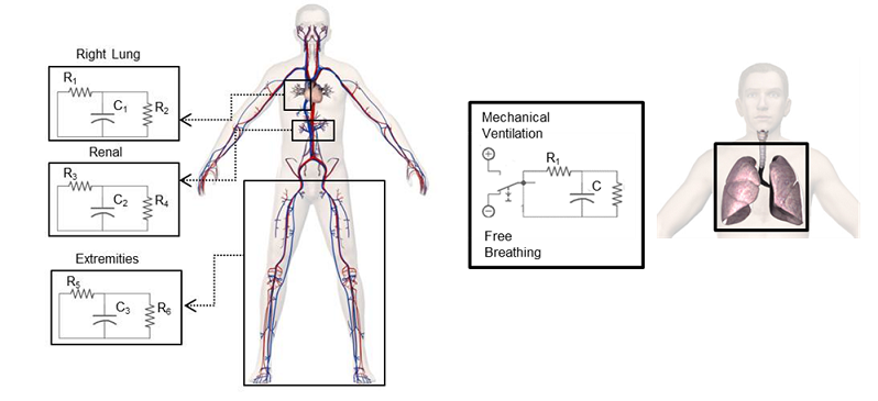 pulse-physiology-engine