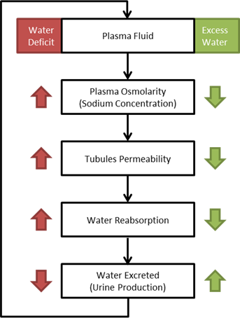 OsmoreceptorFeedbackFlow.png