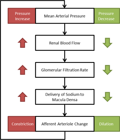 TubuloglomerularFeedbackFlow.png